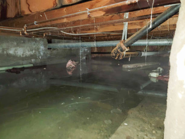 Best Carpet water damage restoration  in Montgomeryville, PA